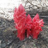 Overflow Campground ico