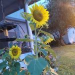 Lady Lake Mobile Home Park