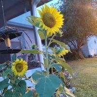 Lady Lake Mobile Home Park ico