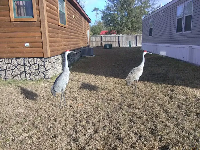 Lady Lake Mobile Home Park Picture 7