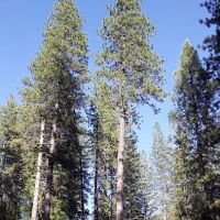 Wakalu Hep Yo Campground ico