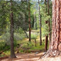 Sand Flat Campground ico