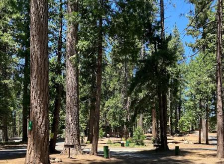Golden Pines RV Resort and Campground - Arnold, CA