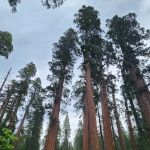 North Grove Campground