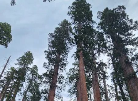 North Grove Campground