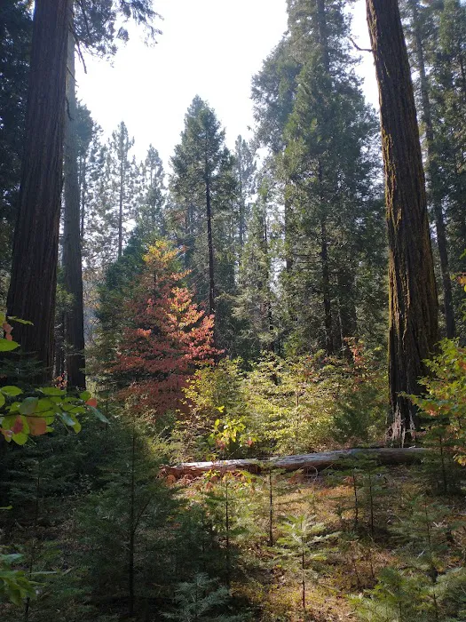North Grove Campground Picture 2