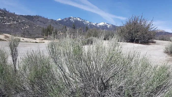 Chamise Flat Campground Picture 10