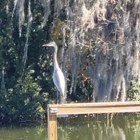 Footloose RV Resort - 55+ RV Park ico