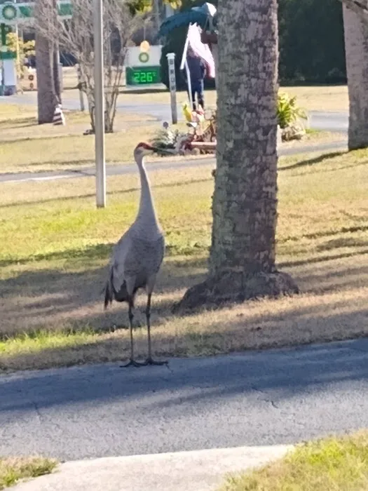 Midway Manor RV Park(55+) Picture 3