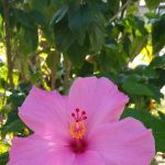 Haines Creek RV Village (55+)