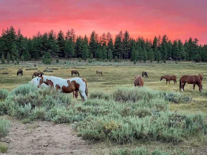 Holcomb Valley Ranch Picture 4