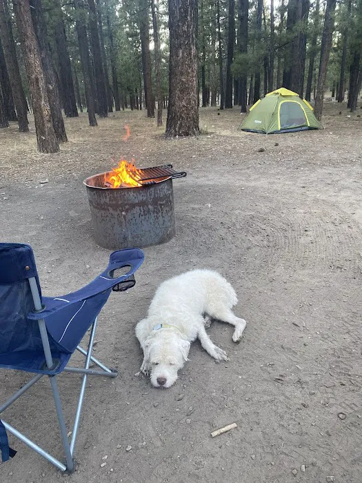 Holcomb Valley Campground Picture 7