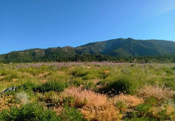 San Bernardino National Forest Serrano Campground Picture 5