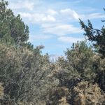 Tanglewood Group Campground