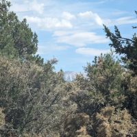 Tanglewood Group Campground ico