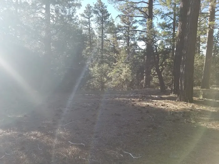 Tanglewood Group Campground Picture 8