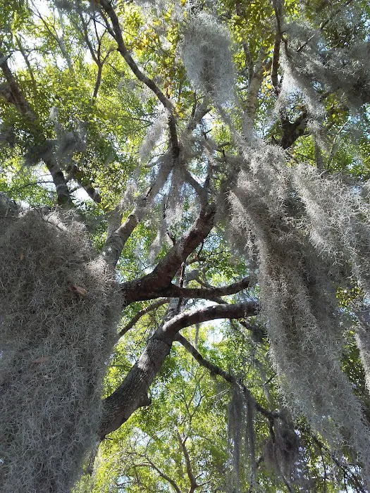 Okefenokee RV Park Picture 1
