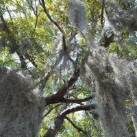 Okefenokee RV Park ico