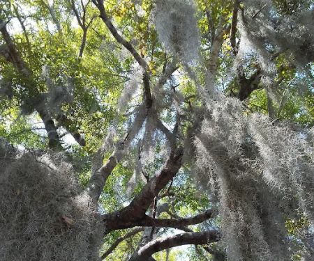 Okefenokee RV Park