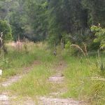 CHIEF ARIPEKA TRAVEL PARK