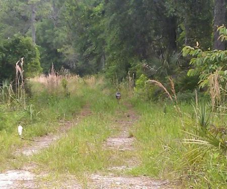 CHIEF ARIPEKA TRAVEL PARK