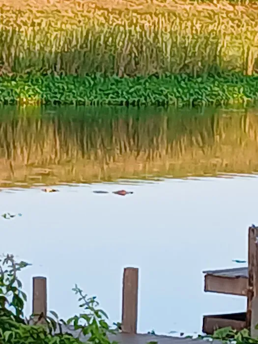 Grassy Waters Rv Park Picture 5