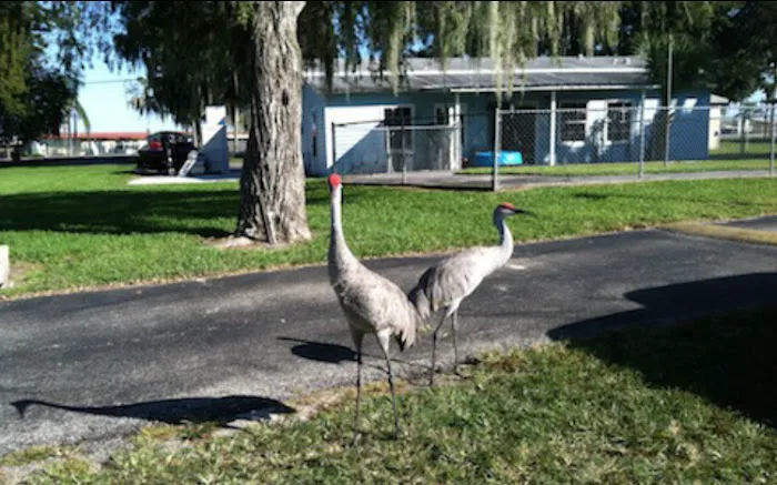 Okeechobee Lake RV Park Picture 5
