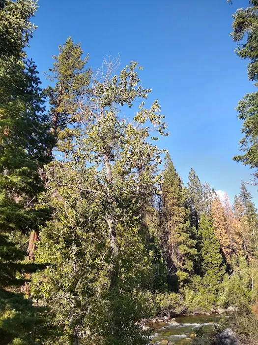 Pigeon Flat Campground Picture 6