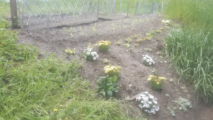 Youngstown Mobile Home Park Picture 9
