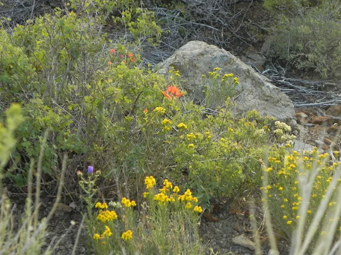 Orient Land Trust/Valley View Hot Springs Picture 6