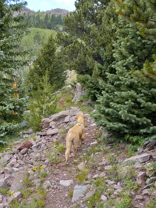 North Crestone Creek Campground Picture 8