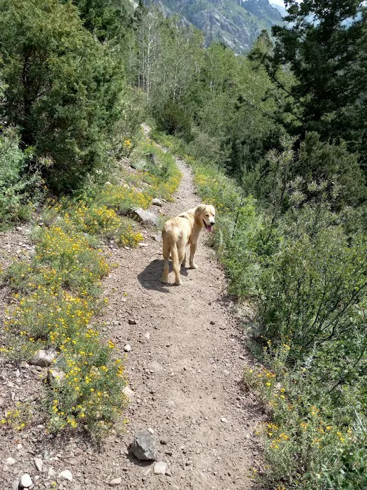 North Crestone Creek Campground Picture 10