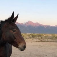 High Peaks Campground ico