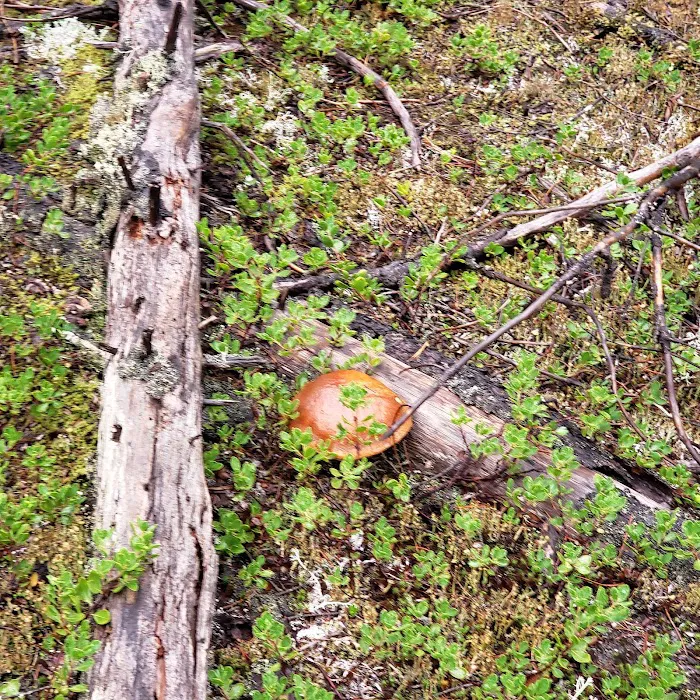 McNeil Campground Picture 10