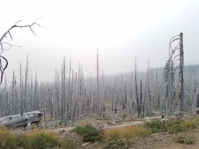 Cloud Cap Saddle Campground Picture 2