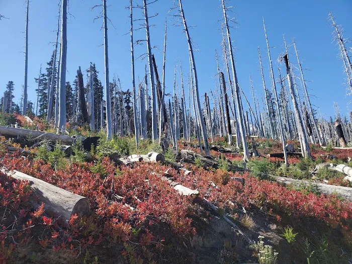 Tilly Jane Campground Picture 9