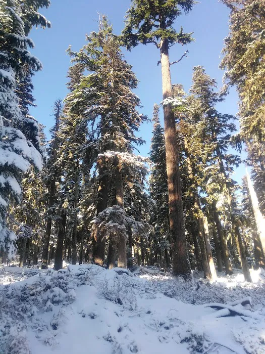 Tilly Jane Campground Picture 7