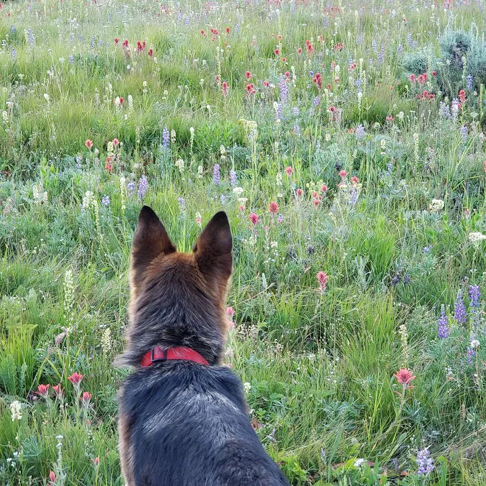 Salmon Meadows Campground Picture 7