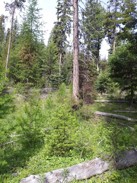 North Fork Ninemile Campground Picture 2