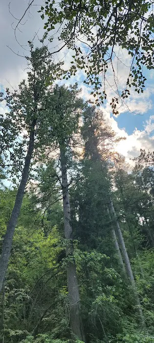 South Fork Junction Campground Picture 9