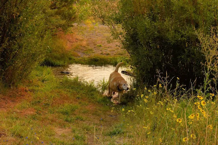 Honey Lake Wildlife Area Picture 2