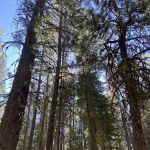 Butte Creek Campground