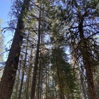Butte Creek Campground ico