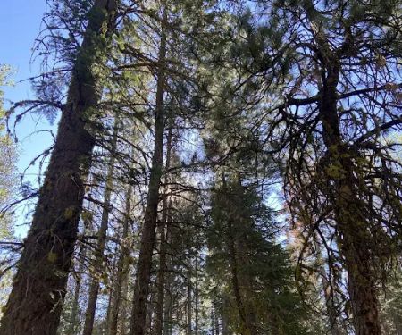 Butte Creek Campground