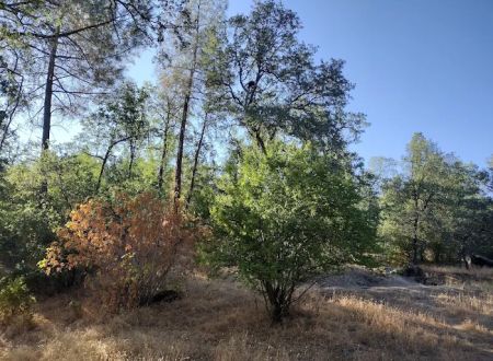 Lower Jones Valley Campground