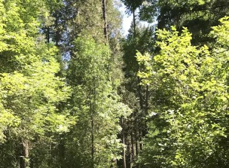 Madrone Campground