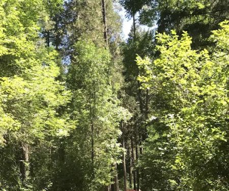 Madrone Campground