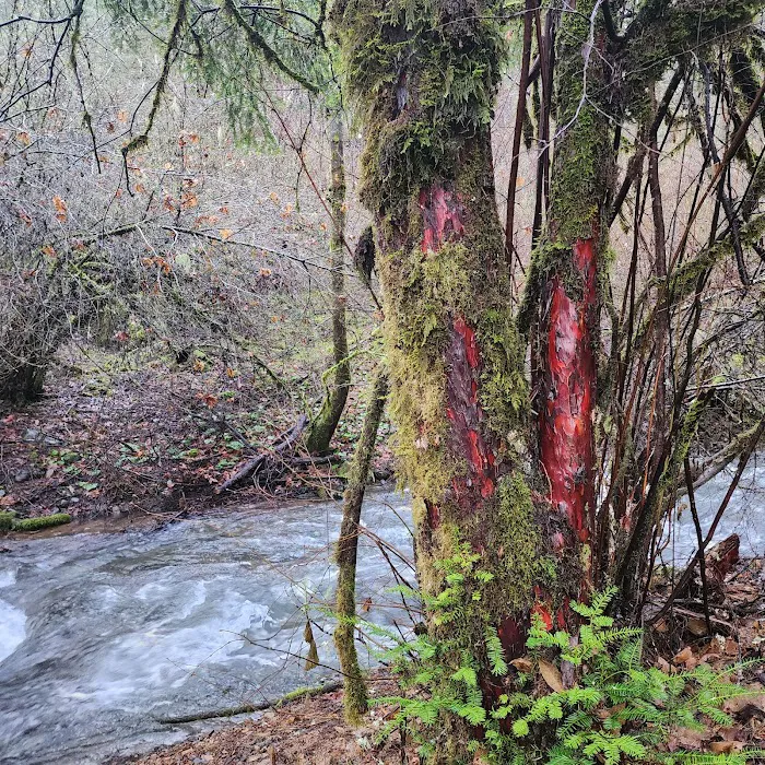Madrone Campground Picture 8