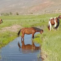 Washoe Lake State Park Campground ico