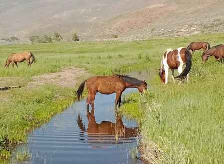 Washoe Lake State Park Campground